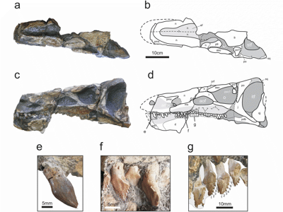 Holotyp des Isaberrysaurua / © Salgado et al. 
