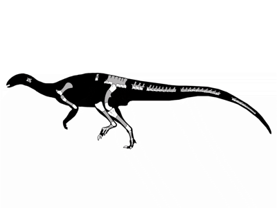 Isasicursor-Skelett / © Novas et al. Creative Commons 3.0 Unported (CC BY 3.0) Isasicursor-Skelett /© Novas et al. Creative Commons 3.0 Unported (CC BY 3.0)