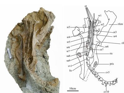 Holotyp des Ischioceratops / He et al. Creative Commons 4.0 International (CC BY 4.0)