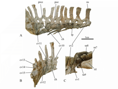 Schwanzwirbel des Ischioceratops / © He et al. Creative Commons 4.0 International (CC BY 4.0)