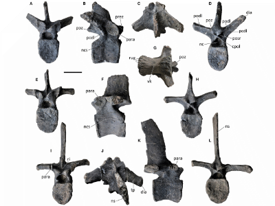 Rückenwirbel / © Lockwood et al. Rückenwirbel / © Lockwood et al.