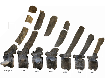 Rückenwirbel / © Lockwood et al. Rückenwirbel / © Lockwood et al.