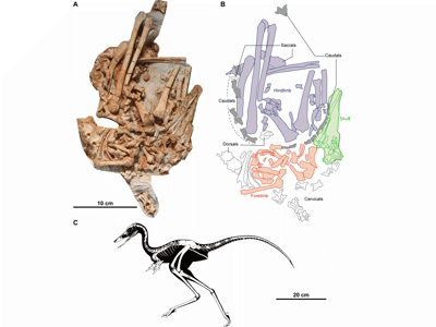 Holotyp / © Kubo et al. Holotyp / © Kubo et al.