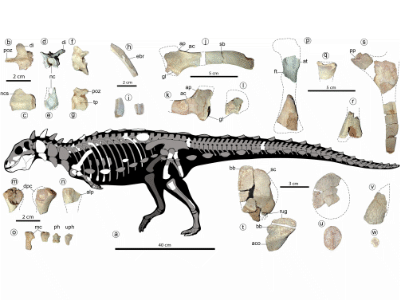 Fossilien © Riguetti et al. Creative Commons 4.0 International (CC BY 4.0) Fossilien © Riguetti et al. Creative Commons 4.0 International (CC BY 4.0)