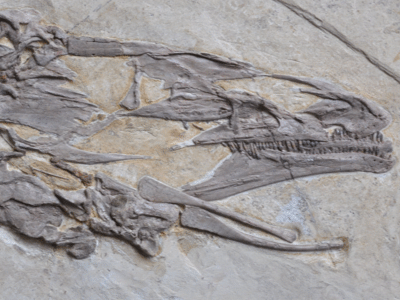 Schädel des Jianchangosaurus / Pu et al. Creative Commons 4.0 International (CC BY 4.0) Schädel des Jianchangosaurus / Pu et al. Creative Commons 4.0 International (CC BY 4.0)