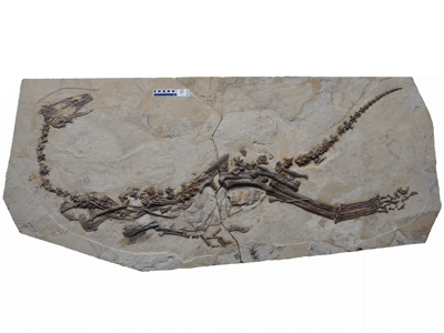 Skelett des Jianchangosaurus / © Pu et al. Creative Commons 4.0 International (CC BY 4.0)