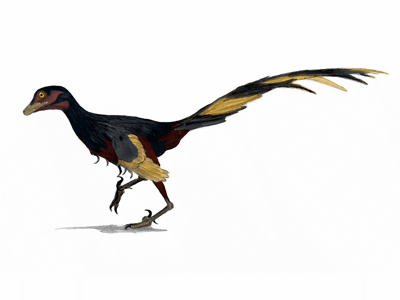 Jinfengopteryx / © Matt Martyniuk Jinfengopteryx / © Matt Martyniuk. Verwendet mit freundlicher Genehmigung des Autors.