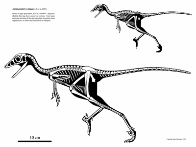Jinfengopteryx / © Scott Hartman. Verwendet mit freundlicher Genehmigung des Autors. Jinfengopteryx / © Scott Hartman. Verwendet mit freundlicher Genehmigung des Autors.