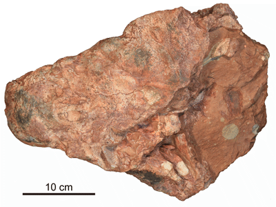 Schädel / © Zheng et al. Schädel / © Zheng et al.