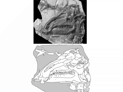 Holotyp des Jinzhousaurus / © Barrett et al. Holotyp des Jinzhousaurus / © Barrett et al.