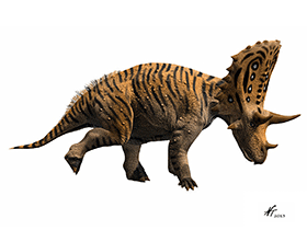 Judiceratops / © N. Tamura. Verwendet mit freundlicher Genehmigung des Autors.