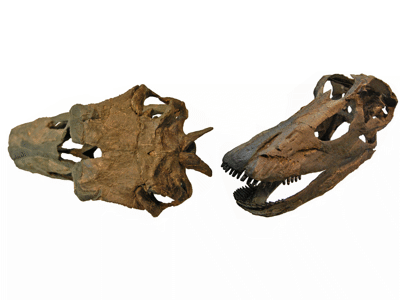 Schädel des Kaatedocus / © Tschopp et al. Schädel des Kaatedocus / © Tschopp et al.