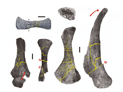 Fossilien / © Filippi et al. Fossilien / © Filippi et al.