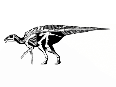 Skelettelemente / © Kobayashi et al. Creative Commons 4.0 International (CC BY 4.0)