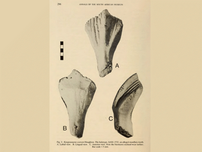 Holotyp des Kangnasaurus / Biodiversity Heritage Library. Creative Commons Attribution-NonCommercial 2.5 Generic (CC BY-NC 2.5)