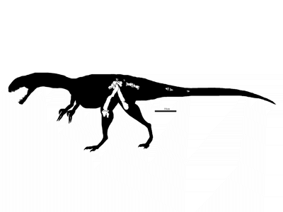 Skelett des Kayentavenator / © Robert Gay. Verwendet mit freundlicher Genehmigung des Autors. Skelett des Kayentavenator / © Robert Gay. Verwendet mit freundlicher Genehmigung des Autors.