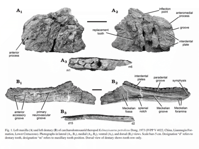 Holotyp des Kelmayisaurus / © Brusatte et al. Creative Commons 4.0 International (CC BY 4.0) Holotyp des Kelmayisaurus / © Brusatte et al. Creative Commons 4.0 International (CC BY 4.0)