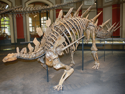 Skelett des Kentrosaurus / Uwe Jelting. Creative Commons 4.0 International (CC BY 4.0) Skelett des Kentrosaurus / Uwe Jelting. Creative Commons 4.0 International (CC BY 4.0)