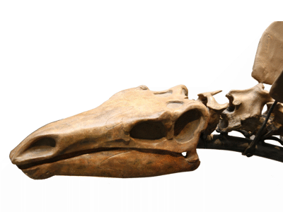 Schädel des Kentrosaurus / Uwe Jelting. Creative Commons 4.0 International (CC BY 4.0) Schädel des Kentrosaurus / Uwe Jelting. Creative Commons 4.0 International (CC BY 4.0)