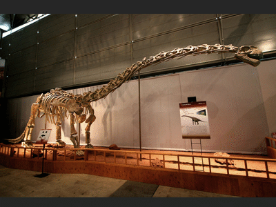 Rekonstruiertes Skelett des Klamelisaurus / © Kabacchi Rekonstruiertes Skelett des Klamelisaurus / © Kabacchi