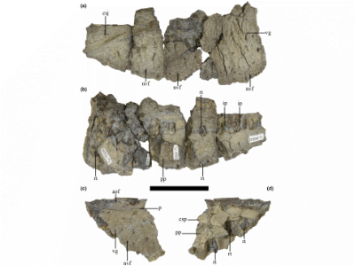 Maxilla / © Pol et al. Maxilla / © Pol et al.