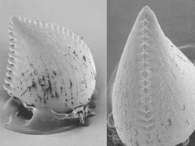 Holotyp / © Hartman et al. Holotyp / © Hartman et al.