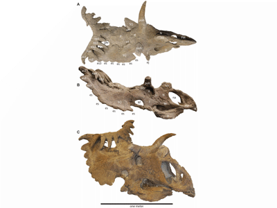 Holotyp0 des Kosmoceratops / © Sampson et al. Creative Commons 4.0 International (CC BY 4.0) Holotyp des Kosmoceratops / © Sampson et al. Creative Commons 4.0 International (CC BY 4.0)