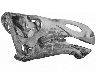 Holotyp des Kritosaurus / Bild ist gemeinfrei (public domain) Holotyp des Kritosaurus / Bild ist gemeinfrei (public domain)