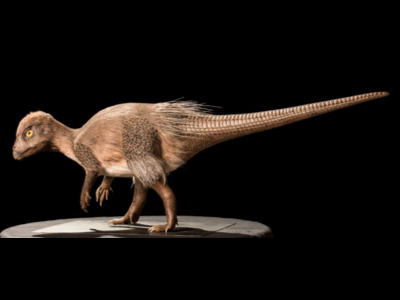 Kulindadromeus / © RBINS (T. Hubin) Kulindadromeus / © RBINS (T. Hubin)