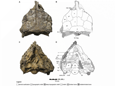 Schädel des Kunbarrasaurus / © Leahey et al. 