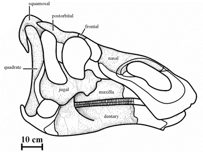 Schädelrekonstruktion des Kundurosaurus / © Godefroit et al. Schädelrekonstruktion des Kundurosaurus / © Godefroit et al.