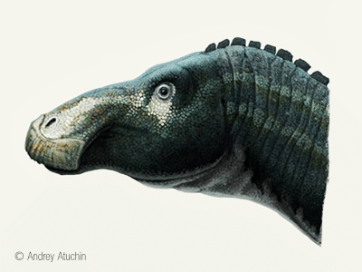 Kundurosaurus / © Andrey Atuchin. Verwendet mit freundlicher Genehmigung des Autors Kundurosaurus / © Andrey Atuchin. Verwendet mit freundlicher Genehmigung des Autors.