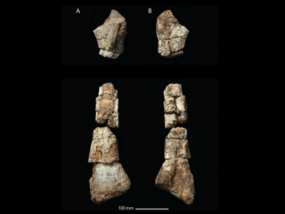 Femur / © Rivera-Sylva et al. Femur / © Rivera-Sylva et al.