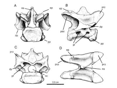 Halswirbel / © Novas et al. Halswirbel / © Novas et al.