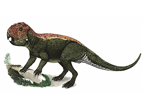 Lamaceratops / © Andrey Atuchin. Verwendet mit freundlicher Genehmigung des Autors. Lamaceratops / © Andrey Atuchin. Verwendet mit freundlicher Genehmigung des Autors.