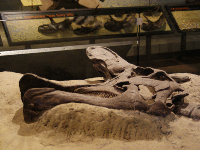 Schädel des Lambeosaurus / © Dallas Krentzel. Creative Commons 2.0 Generic (CC BY 2.0) Schädel des Lambeosaurus / © Dallas Krentzel. Creative Commons 2.0 Generic (CC BY 2.0)