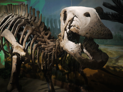 Lanzhousaurus / © ansoncfit. Creative Commons NonCommercial-ShareAlike 2.0 Generic (CC BY-NC-SA 2.0) Lanzhousaurus / © ansoncfit. Creative Commons NonCommercial-ShareAlike 2.0 Generic (CC BY-NC-SA 2.0)