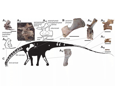 Fossilien / © Canudo et al. Creative Commons 4.0 International (CC BY 4.0) Fossilien / © Canudo et al. Creative Commons 4.0 International (CC BY 4.0)