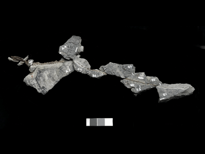 Fossil / © Museums Victoria Fossil / © Museums Victoria