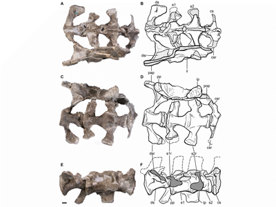 Kreuzbeinwirbel des Leonerasaurus /  Pol et al. Creative Commons 4.0 International (CC BY 4.0)