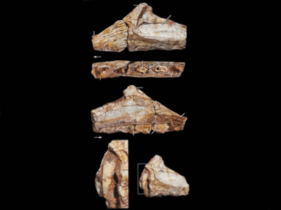 Kieferfragment des Lepidus / © Nesbitt & Ezcurra. Creative Commons 4.0 International (CC BY 4.0) Kieferfragment des Lepidus / © Nesbitt & Ezcurra. Creative Commons 4.0 International (CC BY 4.0)