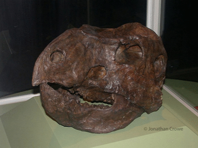 Schädel des Leptoceratops / © Jonathan Crowe. Verwendet mit freundlicher Genehmigung des Autors. Schädel des Leptoceratops / © Jonathan Crowe. Verwendet mit freundlicher Genehmigung des Autors.