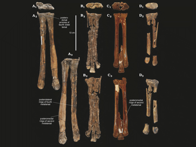 Fossilien des Leptorhynchos elegans / © Funston et al. Creative Commons 4.0 International (CC BY 4.0)