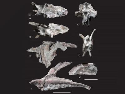 Schädelelemente / © Li et al. Schädelelemente / © Li et al.