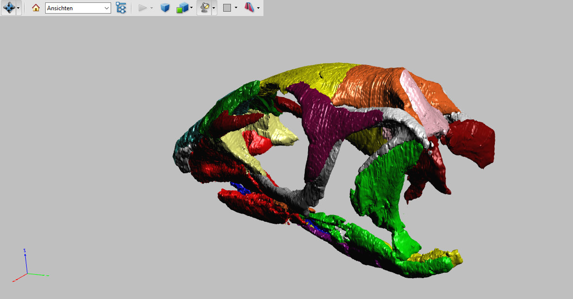 3D-Grafik des Schädels / © Porro et al. Creative Commons 4.0 International (CC BY 4.0)