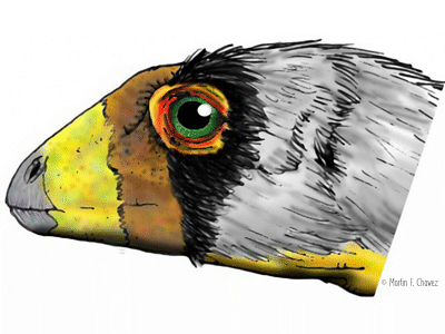 Lesothosaurus / © Martin F. Chavez Lesothosaurus / © Martin F. Chavez. Verwendet mit freundlicher Genehmigung des Autors.