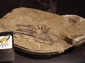 Fossil des Limusaurus / Tomoaki Inaba. Creative Commons ShareAlike 2.0 Generic (CC BY-SA 2.0) Fossil des Limusaurus / Tomoaki Inaba. Creative Commons ShareAlike 2.0 Generic (CC BY-SA 2.0)
