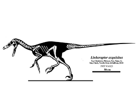 Skelettzeichnung des Linheraptor / Jaime A. Headden. Creative Commons NoDerivs 3.0 Unported (CC BY-ND 3.0) Skelettzeichnung des Linheraptor / Jaime A. Headden. Creative Commons NoDerivs 3.0 Unported (CC BY-ND 3.0)