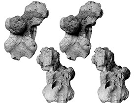 Hirnschale des Lirainosaurus / Díaz et al. Creative Commons 4.0 International (CC BY 4.0) Hirnschale des Lirainosaurus / Díaz et al. Creative Commons 4.0 International (CC BY 4.0)