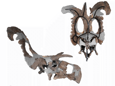 Schädel / © Loewen et al. Schädel / © Loewen et al.